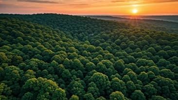 The Path to Net Zero: Our Carbon Strategy